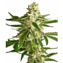 White Label Seeds White Diesel Haze autofem 3er