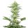 White Label Seeds White Gorilla Haze female 10er