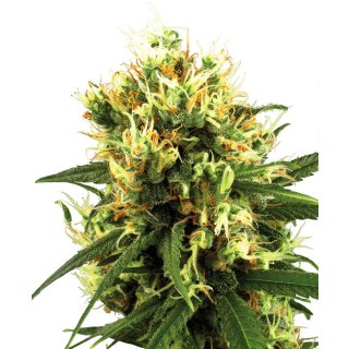 White Label Seeds White Haze autofem 10er