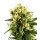 White Label Seeds White Haze autofem 10er
