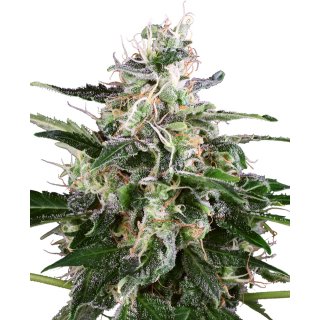 White Label Seeds White Skunk autofem 10er