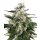 White Label Seeds White Skunk autofem 10er