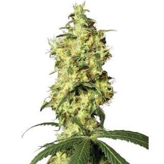 White Label Seeds White Widow autofem 5er