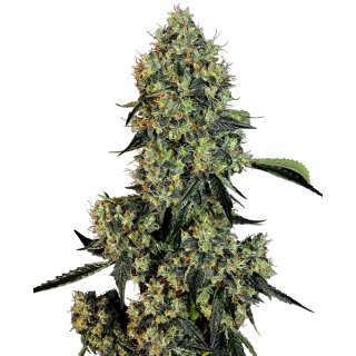 White Label Seeds OG Kush female 5er