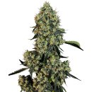 White Label Seeds OG Kush female 5er