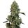 White Label Seeds OG Kush female 5er