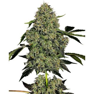 White Label Seeds OG Kush autofem 3er