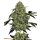 White Label Seeds OG Kush autofem 3er