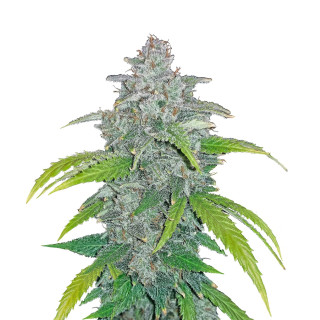 Fast Buds Blue Dream autofem 100er