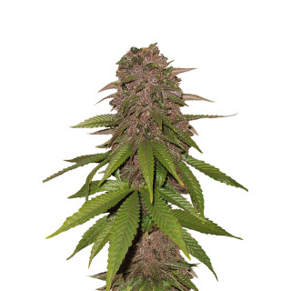 Fast Buds C4 autofem 25er