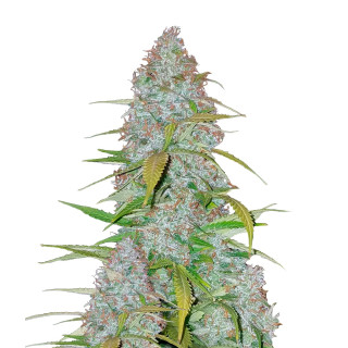 Fast Buds Californian Snow autofem 100er