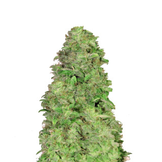 Fast Buds CBD Auto 20:1 autofem 100er