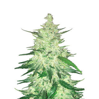Fast Buds CBD Crack autofem 100er