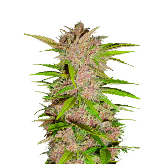 Fast Buds Fastberry autofem 100er