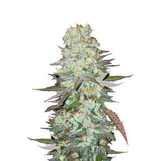 Fast Buds G14 autofem 100er