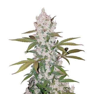 Fast Buds Girl Scout Cookies autofem 100er