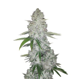 Fast Buds Gorilla Glue Auto autofem 100er