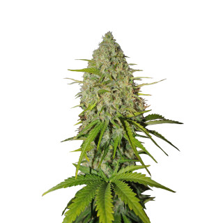 Fast Buds Grapefruit autofem 100er