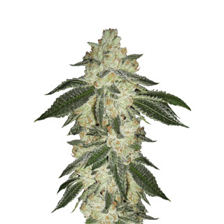 Fast Buds Green Crack autofem 100er