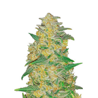 Fast Buds Original AK autofem 100er