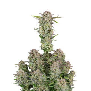 Fast Buds Bruce Banner autofem 10er