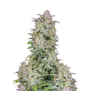 Fast Buds Forbidden Runtz autofem 100er