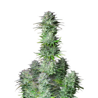 Fast Buds Kosher Cake autofem 100er