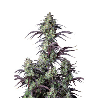 Fast Buds Mimosa Cake autofem 100er