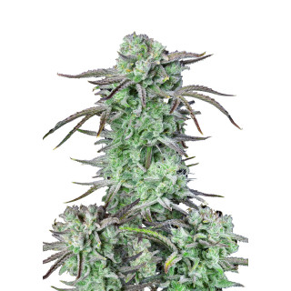 Fast Buds Strawberry Banana autofem 3er