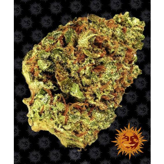 Barneys Farm Watermelon Zkittlez autofem 3er