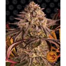 Barneys Farm Blue Sunset Sherbert female 3er
