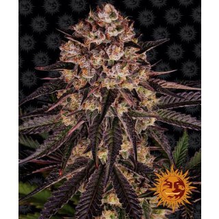 Barneys Farm Biscotti Mintz female 5er