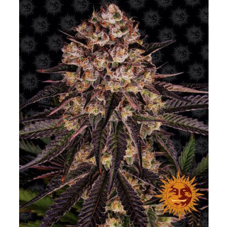 Barneys Farm Biscotti Mintz female 10er