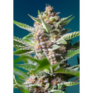 Sweet Seeds Purple Punch OG female 5er