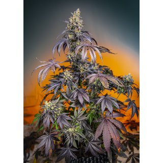 Sweet Seeds Red Gorilla Girl XL autofem 3er