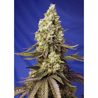 Sweet Seeds Runtz XL autofem 5er