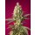Sweet Seeds Skywalker OG Runtz XL autofem 3er