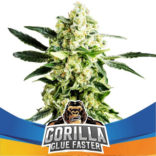 BSF Gorilla Glue Faster