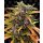 Barneys Farm Gorilla Glue Auto
