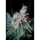 Sweet Seeds Cream Caramel F1 Fast Version female 5er