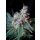 Sweet Seeds Cream Caramel F1 Fast Version female 5er