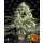 Barneys Farm Peyote Cookies