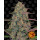 Barneys Farm Pineapple Chunk