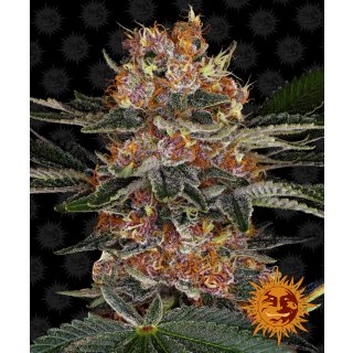 Barneys Farm Purple Punch Auto