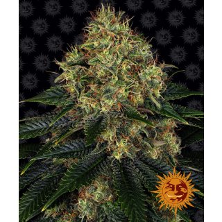 Barneys Farm Skywalker OG Auto