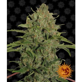 Barneys Farm Triple Cheese