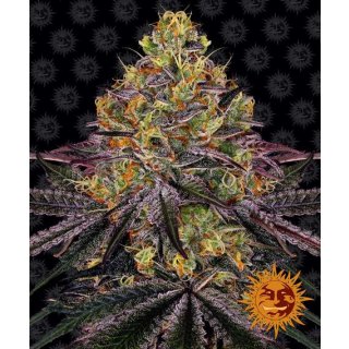 Barneys Farm Watermelon Zkittlez