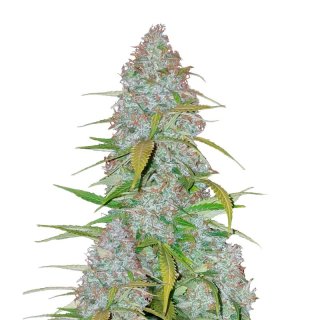 Fast Buds Californian Snow Auto