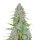 Fast Buds Californian Snow Auto