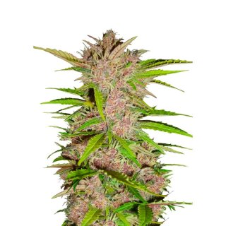 Fast Buds Fastberry Auto